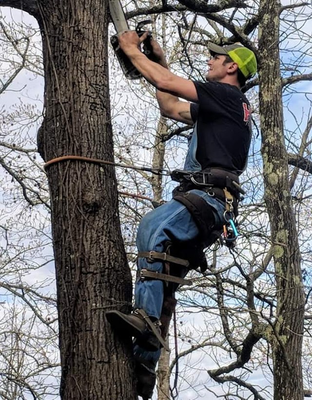 AAA Alabama Tree Service photo 4