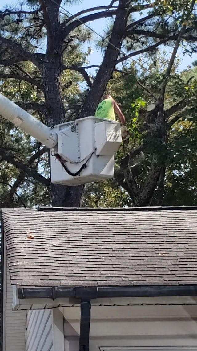 AAAA+ Phillips Tree Service, Gadsden, Alabama photo 3