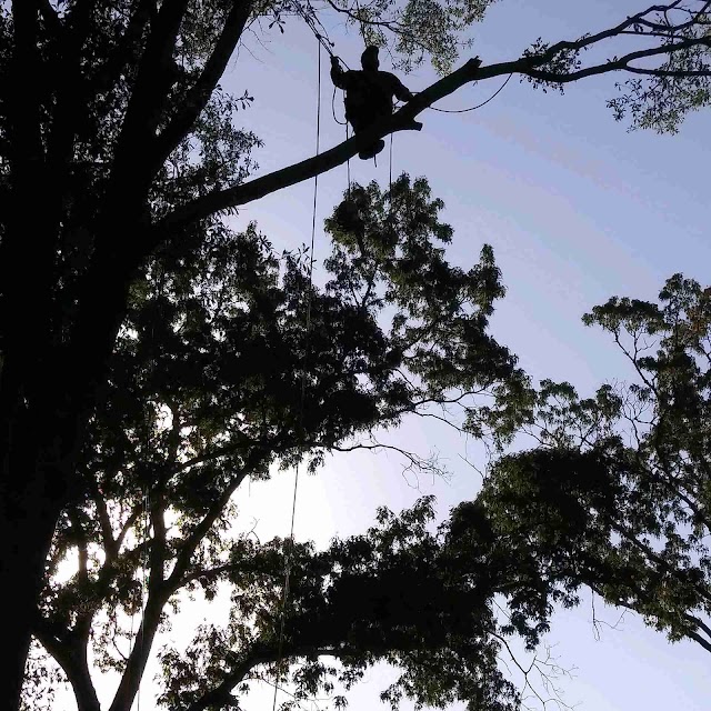 ABC Tree & Landscaping Services photo 4