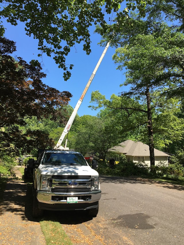 ACE Tree Service photo 4