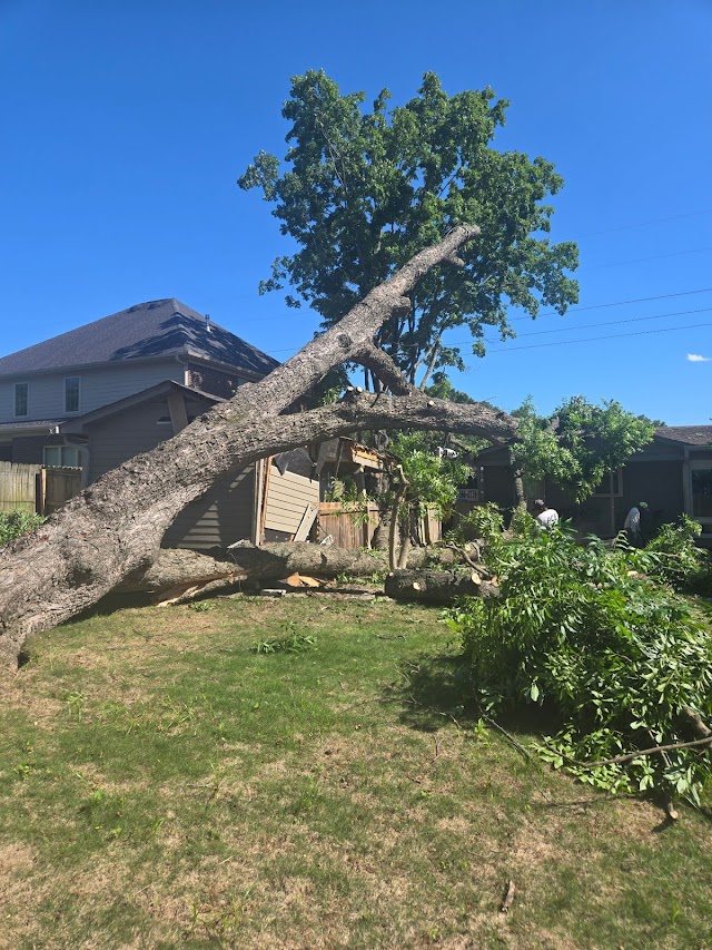 Ace Tree Services & Stump Grinding photo 4