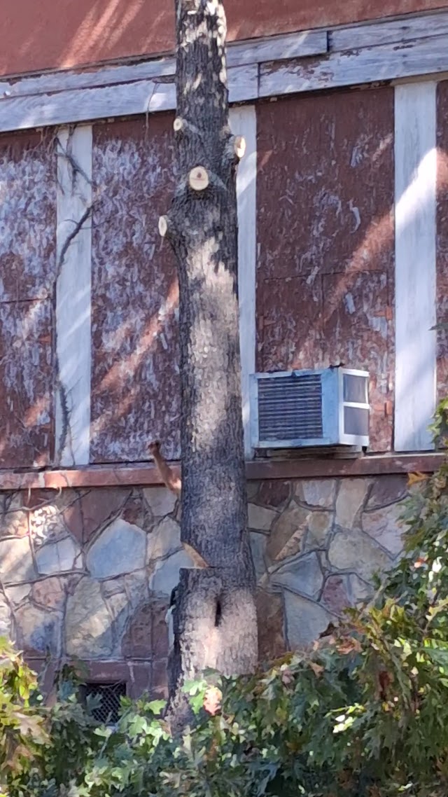 Affordable Tree Service Inc photo 3