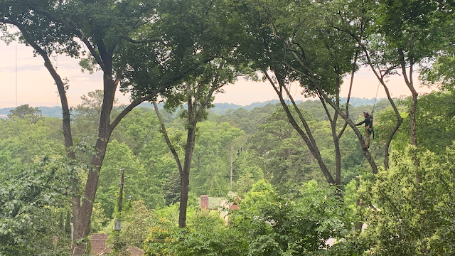 Alabama Urban Forestry photo 2