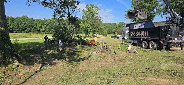 All American Tree Service photo 2