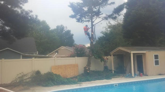 All American Tree Service photo 3
