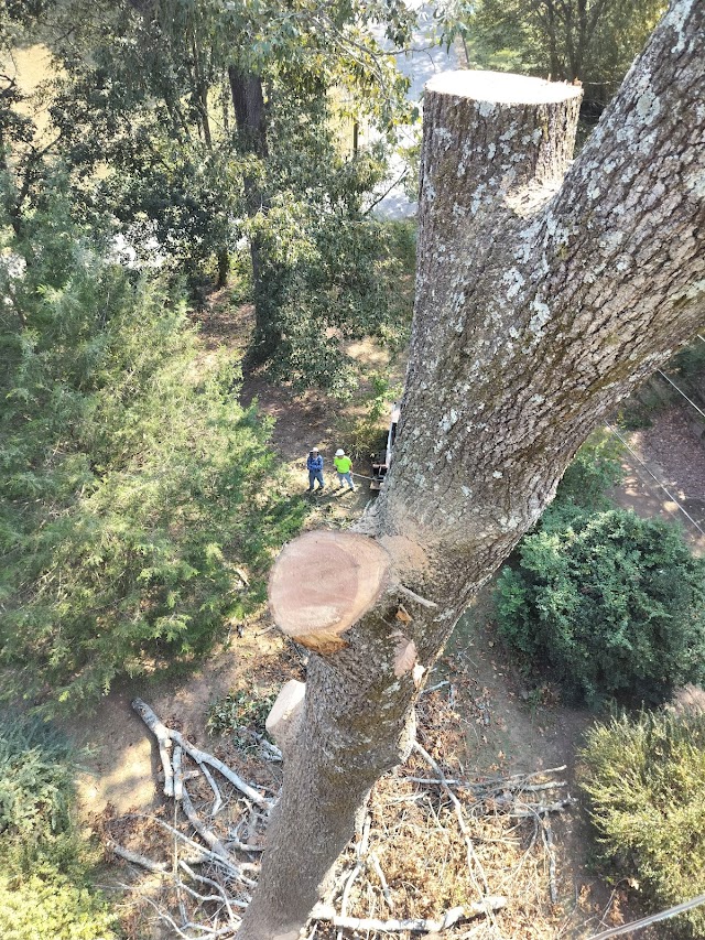 All Green Tree Services photo 2