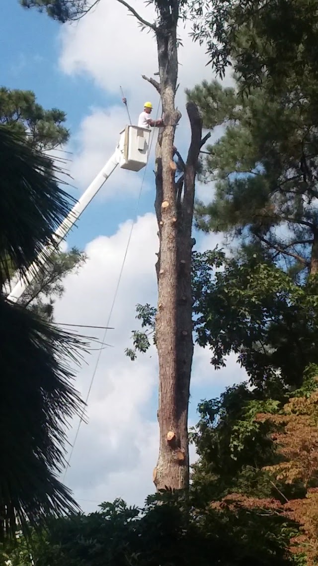 All Green Tree Services photo 3