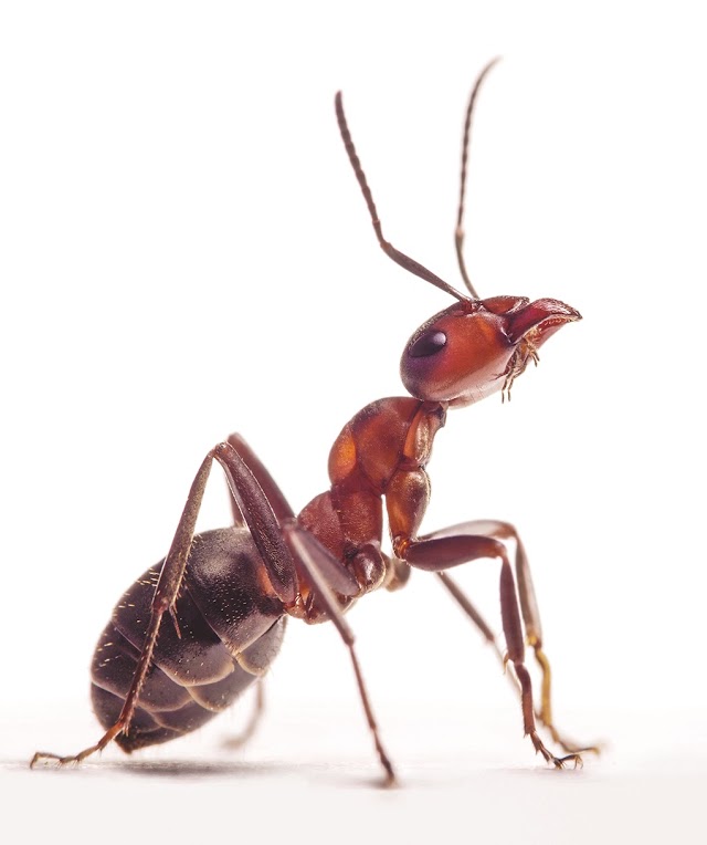 AllClear Pest & Termite photo 2