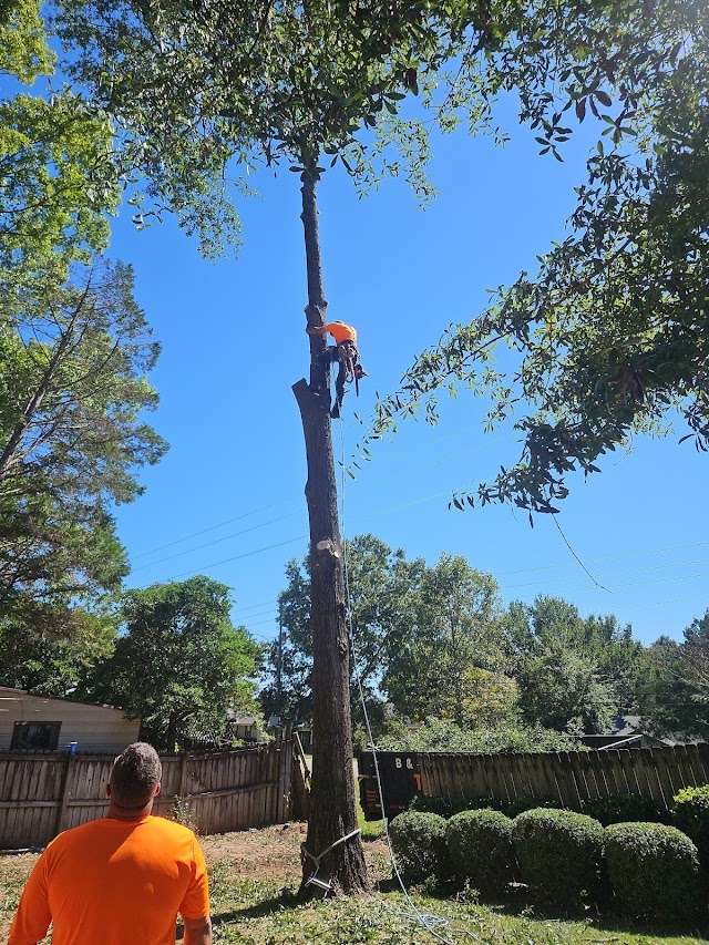 B&D Tree Service photo 2