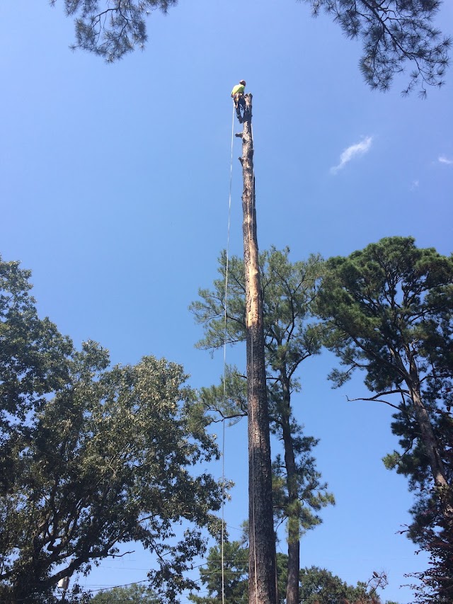 Bigelow's Tree Service and Stump Grinding photo 2