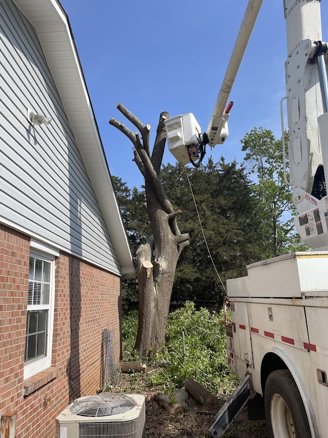 Bigelow's Tree Service and Stump Grinding photo 4