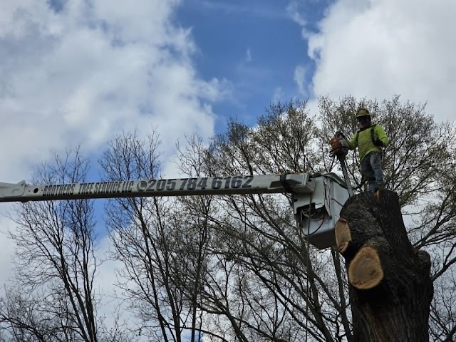 Brothers Tree Service LLC