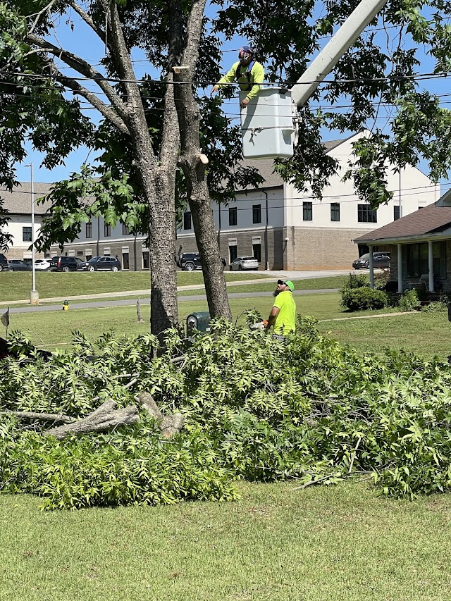 Brothers Tree Service LLC photo 4