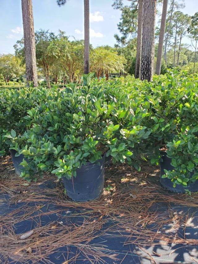 Buds N’ Blossoms: Nursery and Landscape Design
