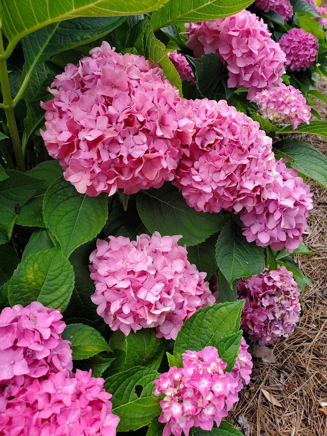 Buds N’ Blossoms: Nursery and Landscape Design photo 2