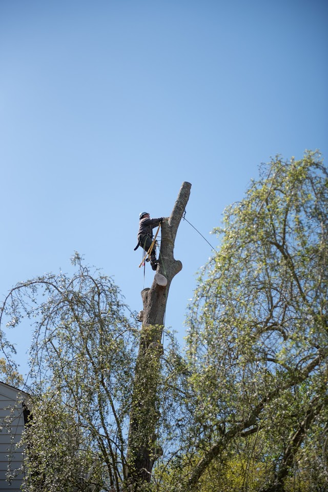 Cahaba River Tree Service