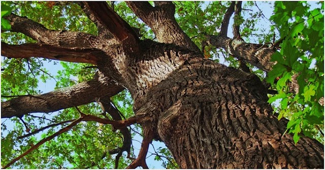 CM Tree