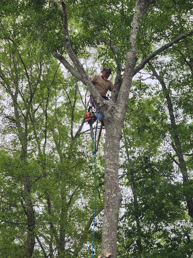 Complete Tree Service photo 2