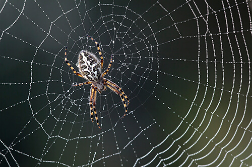 Cook's Pest Control photo 4