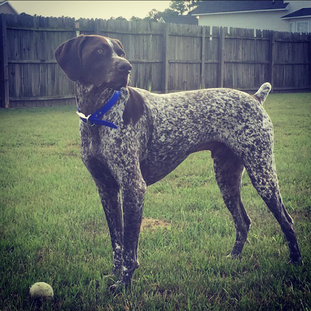 Dog Guard of Dothan, AL (serving the Wiregrass in Alabama, Georgia & Florida) photo 2