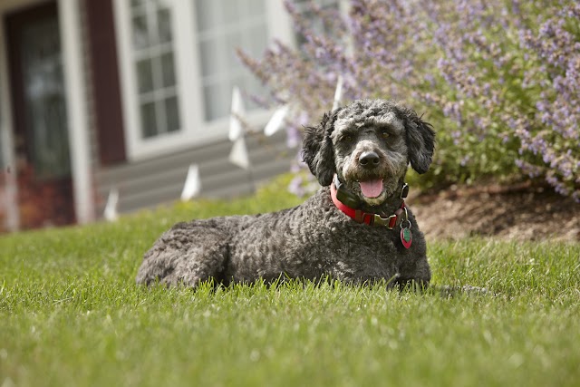 Dogwatch of Central Alabama photo 2