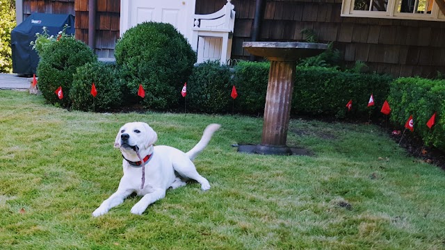 Dogwatch of Central Alabama photo 4