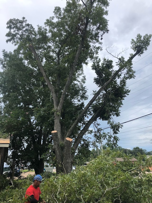 Dyess Tree Service photo 2
