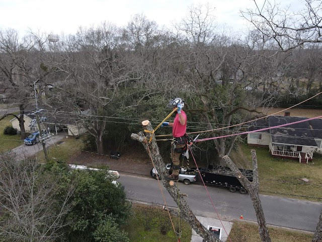 EA Tree Service photo 3