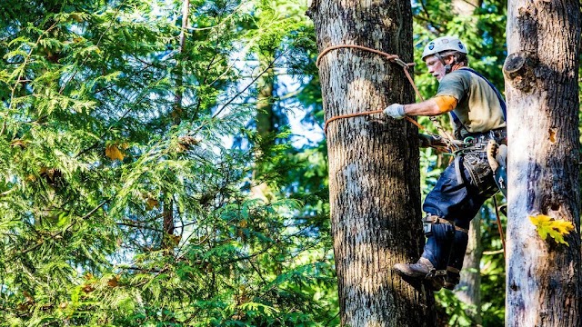 EA Tree Service photo 4