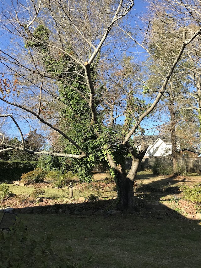 Gray's Tree Services photo 3