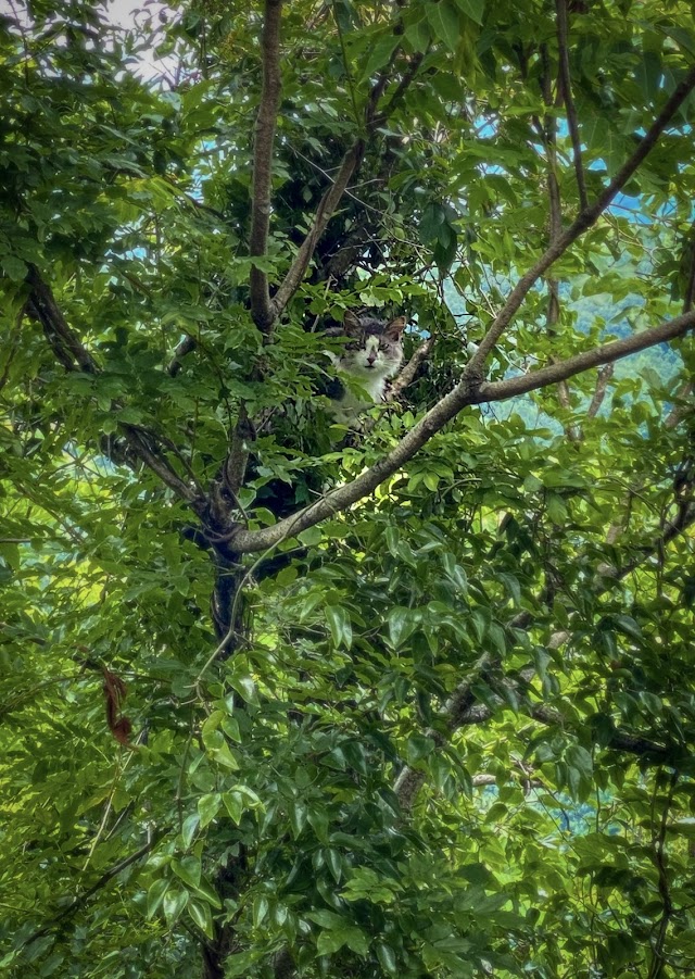 Harper's Tree Service LLC photo 3