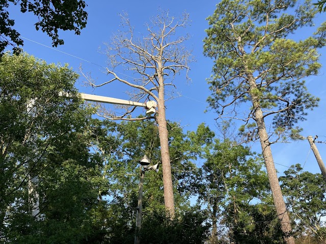 Keith's Tree Service photo 3