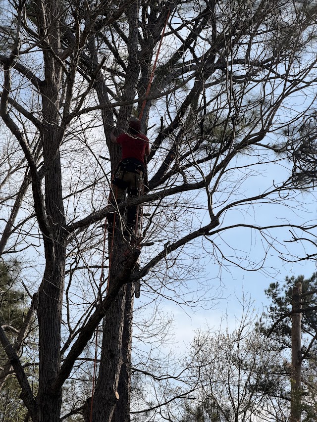 Log and Leaf Tree Service