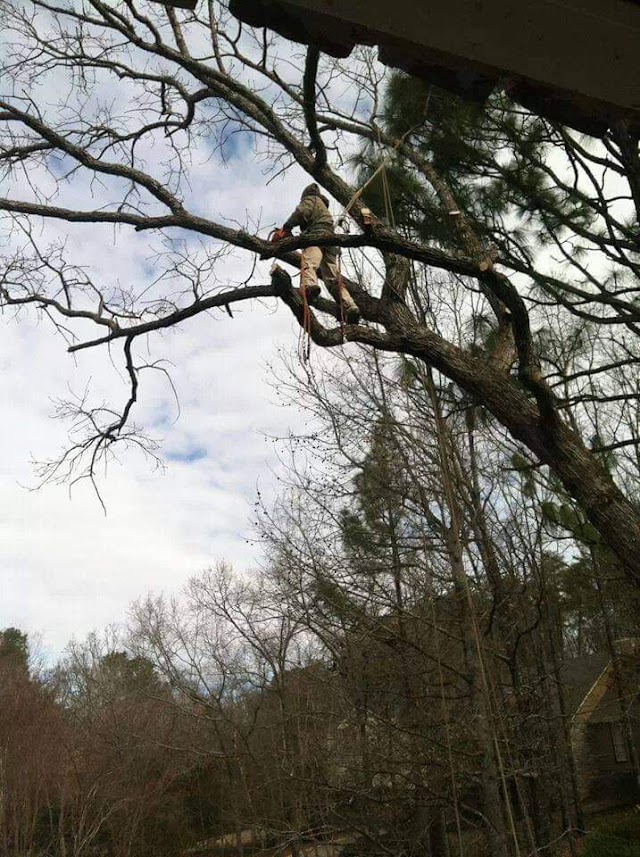 Log and Leaf Tree Service photo 4