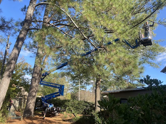 Matthews Tree Trimming Services