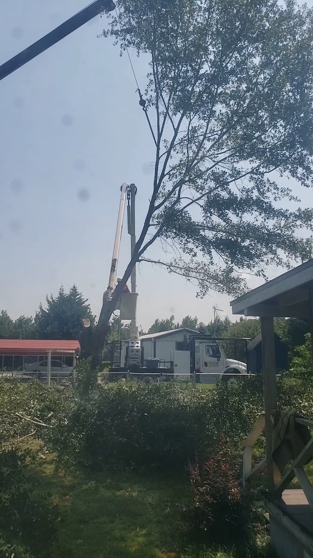Matthews Tree Trimming Services photo 2
