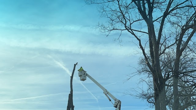 Matthews Tree Trimming Services photo 3