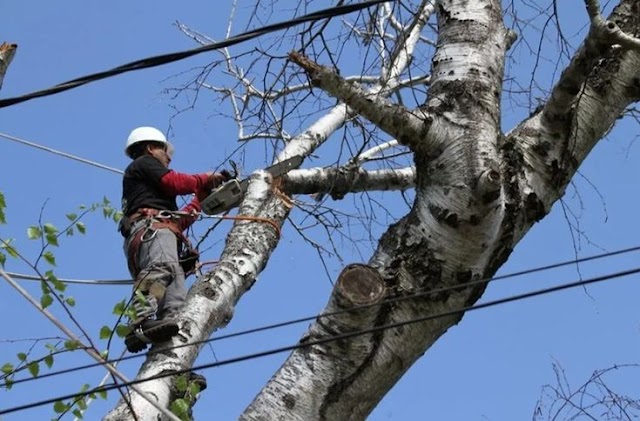Michael The Tree Cutter Service