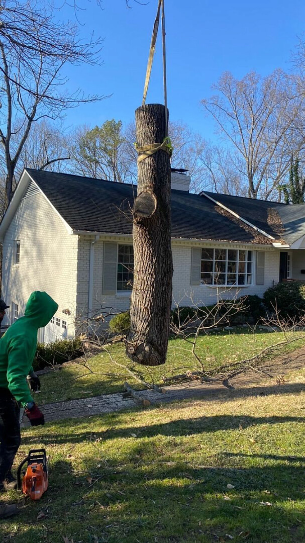 Michael The Tree Cutter Service photo 2
