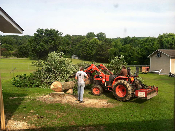 Mountaineer Tree Service photo 2