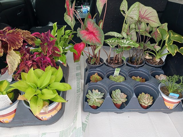 PC's Nursery & Landscaping Inc photo 2