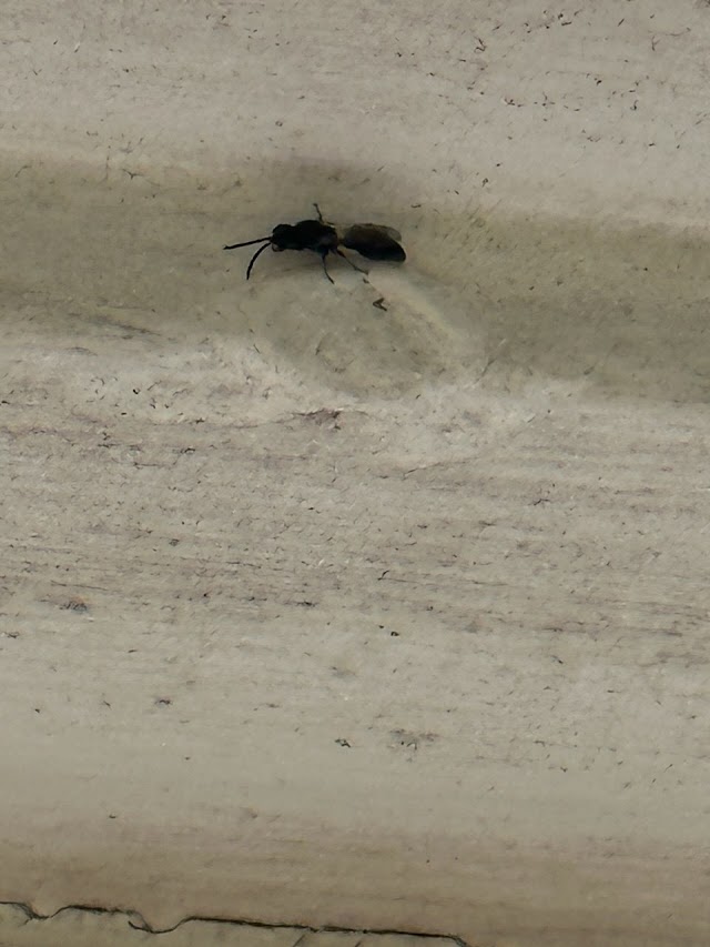Peskies Pest Control photo 2
