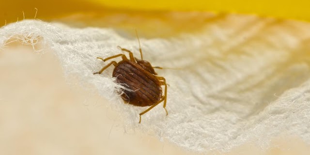 Pest-Ex photo 2