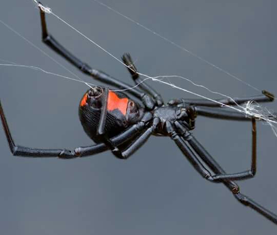 Pest Management, Inc. photo 3