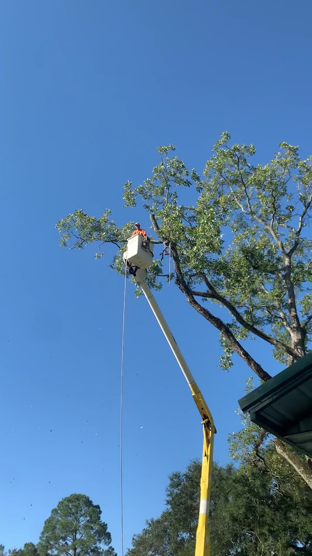 Pitts Tree Service photo 4