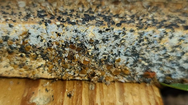 Redmon Pest Solutions