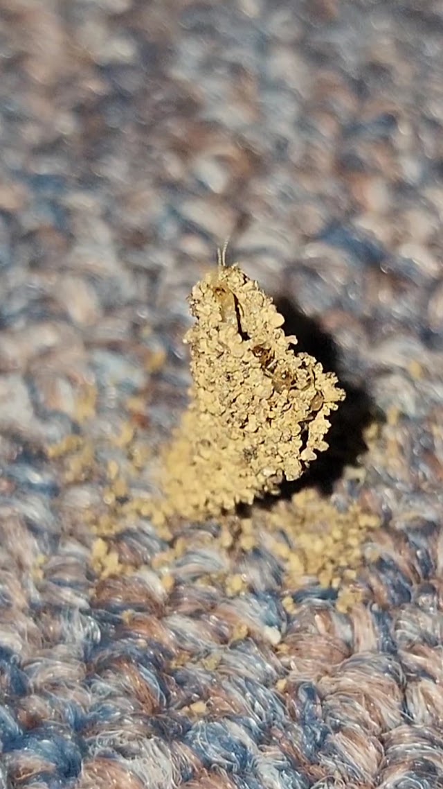Redmon Pest Solutions photo 3