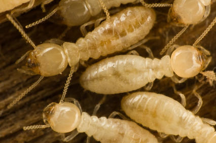 Rogue Pest Solutions - Greater Birmingham photo 2