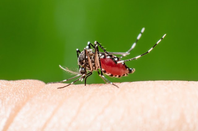 Rogue Pest Solutions - Greater Birmingham photo 3