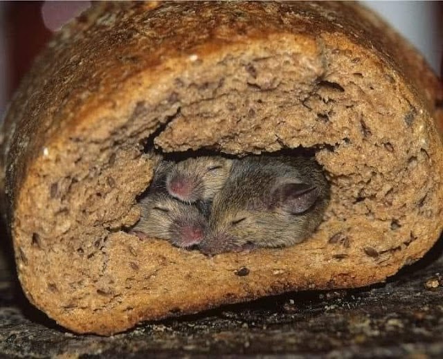 Sandlin's Pest Control photo 2